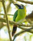 Emerald Toucanet- Costa Rica- Central America Art Print